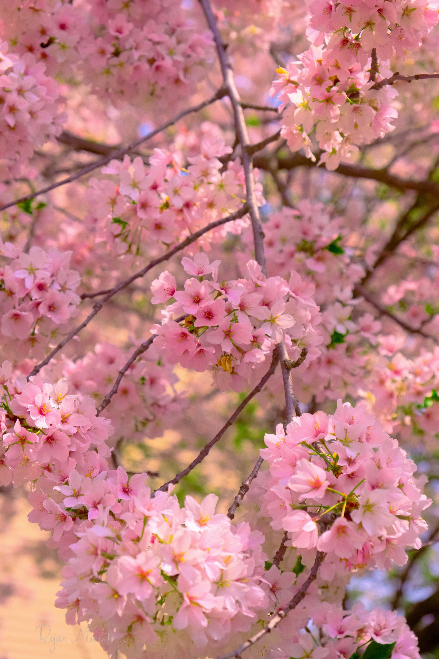 Full Bloom