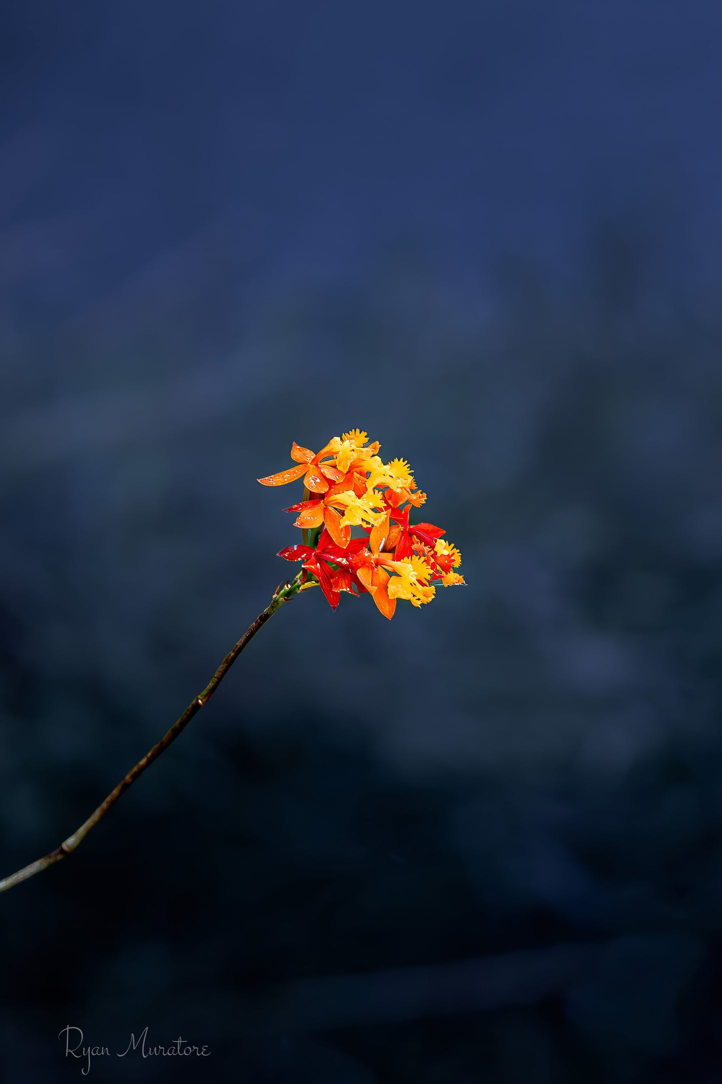 A Flame in the Blue