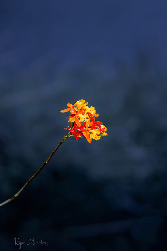 A Flame in the Blue