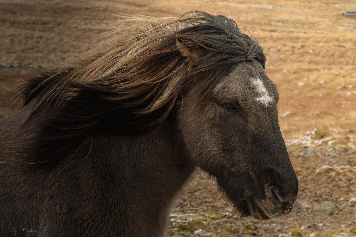 Highland Wind