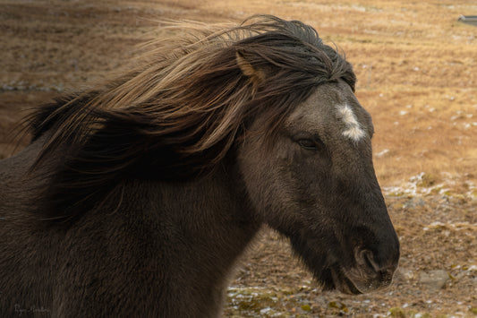 Highland Wind