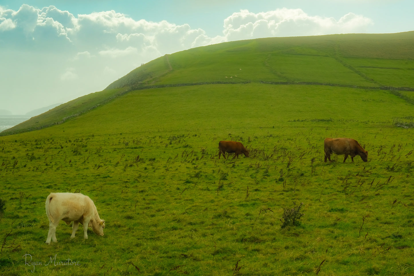 Quiet Pasture