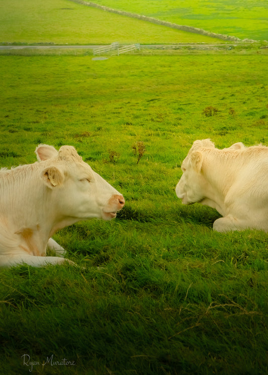 Companions