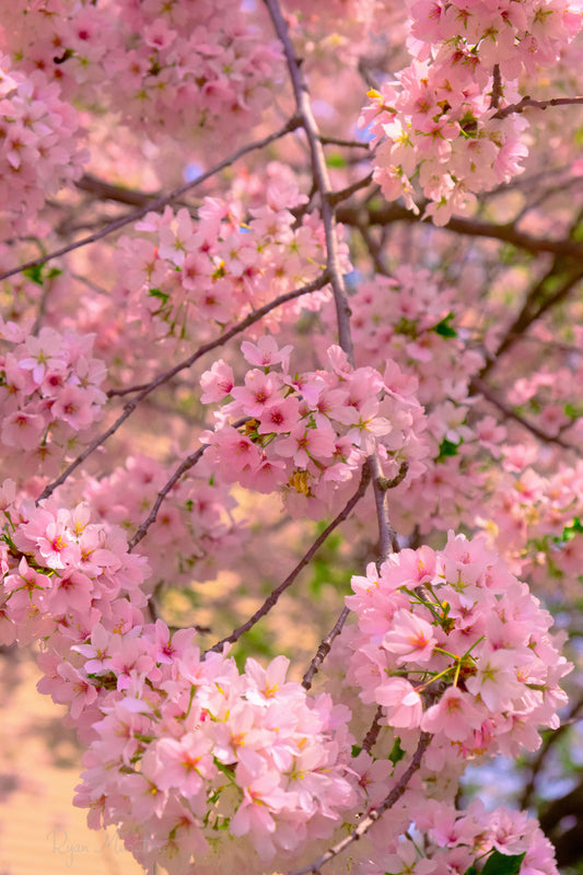 Full Bloom