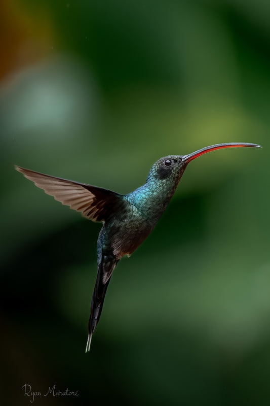 Emerald Hover